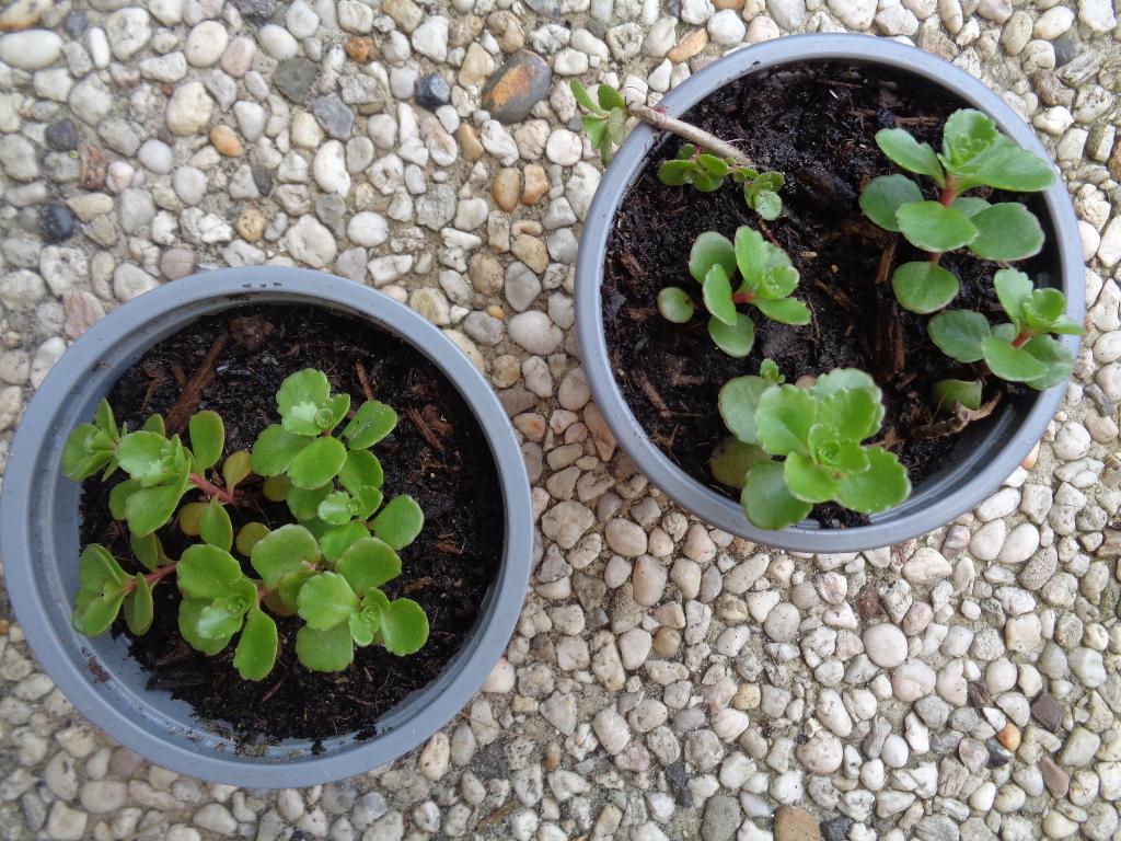 2 potjes SEDUM SIEBOLDII vetplantjes rotstuin plantjes, Ophalen of Verzenden, Overige soorten, Volle zon