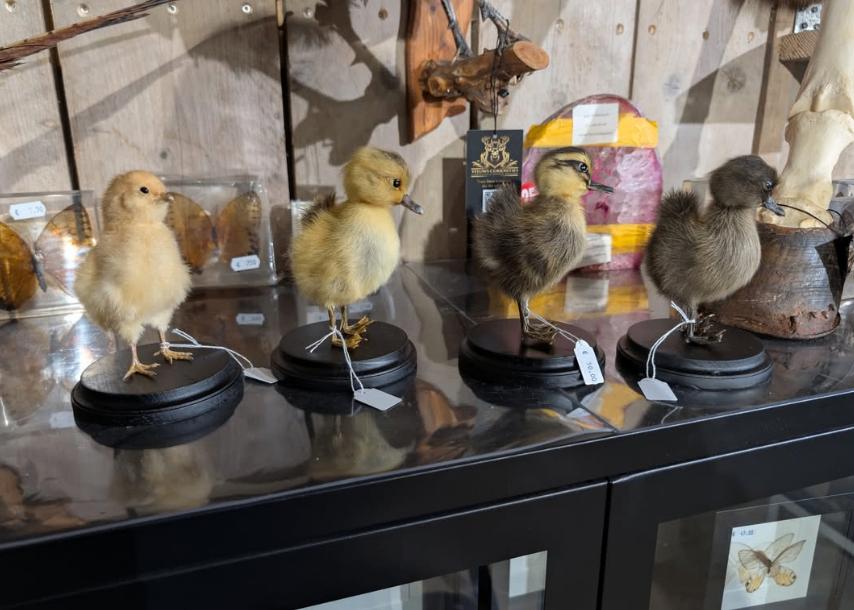 opgezet eenden kuiken vogel taxidermy kuikens eend, Ophalen of Verzenden, Nieuw, Vogel, Opgezet dier