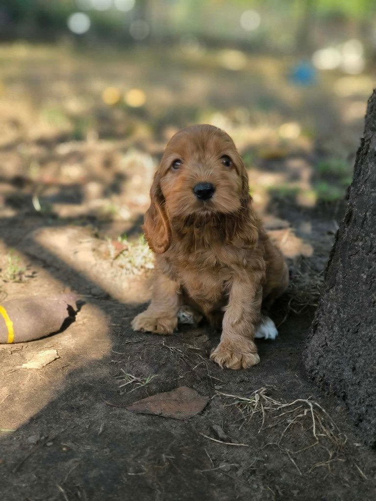 prachtige cockapoo pups bij ons geboren!!, Parvo, België, 8 tot 15 weken, Meerdere