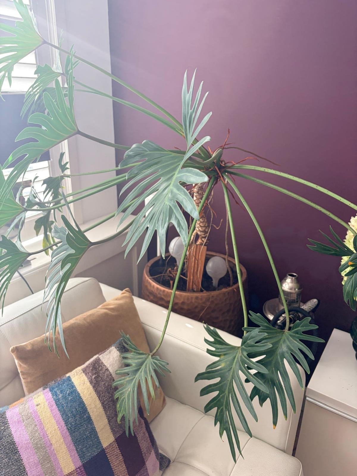 Grote Philodendron Selloum Kamerplant, Huis en Inrichting, Ophalen, Overige soorten, Halfschaduw, In pot