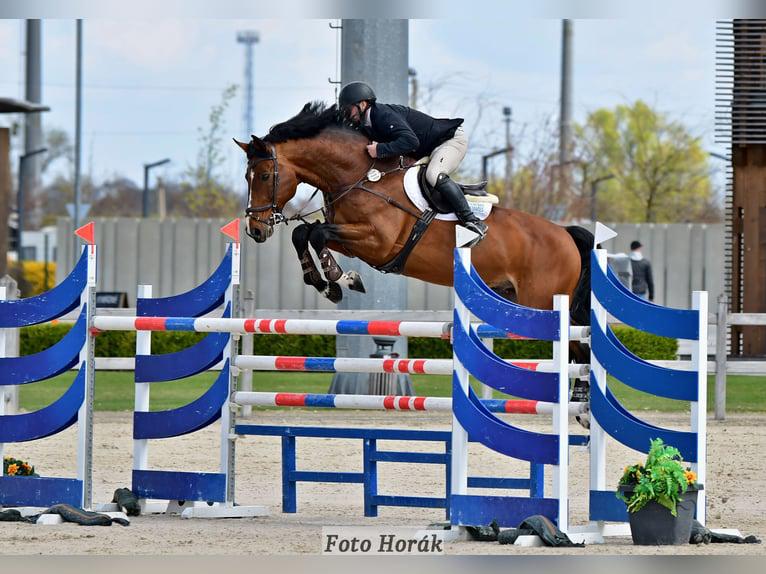 Gezocht springpaard, Meerdere dieren