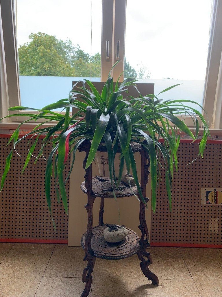 Prachtige bromelia (groot), Ophalen, Overige soorten, Halfschaduw, In pot