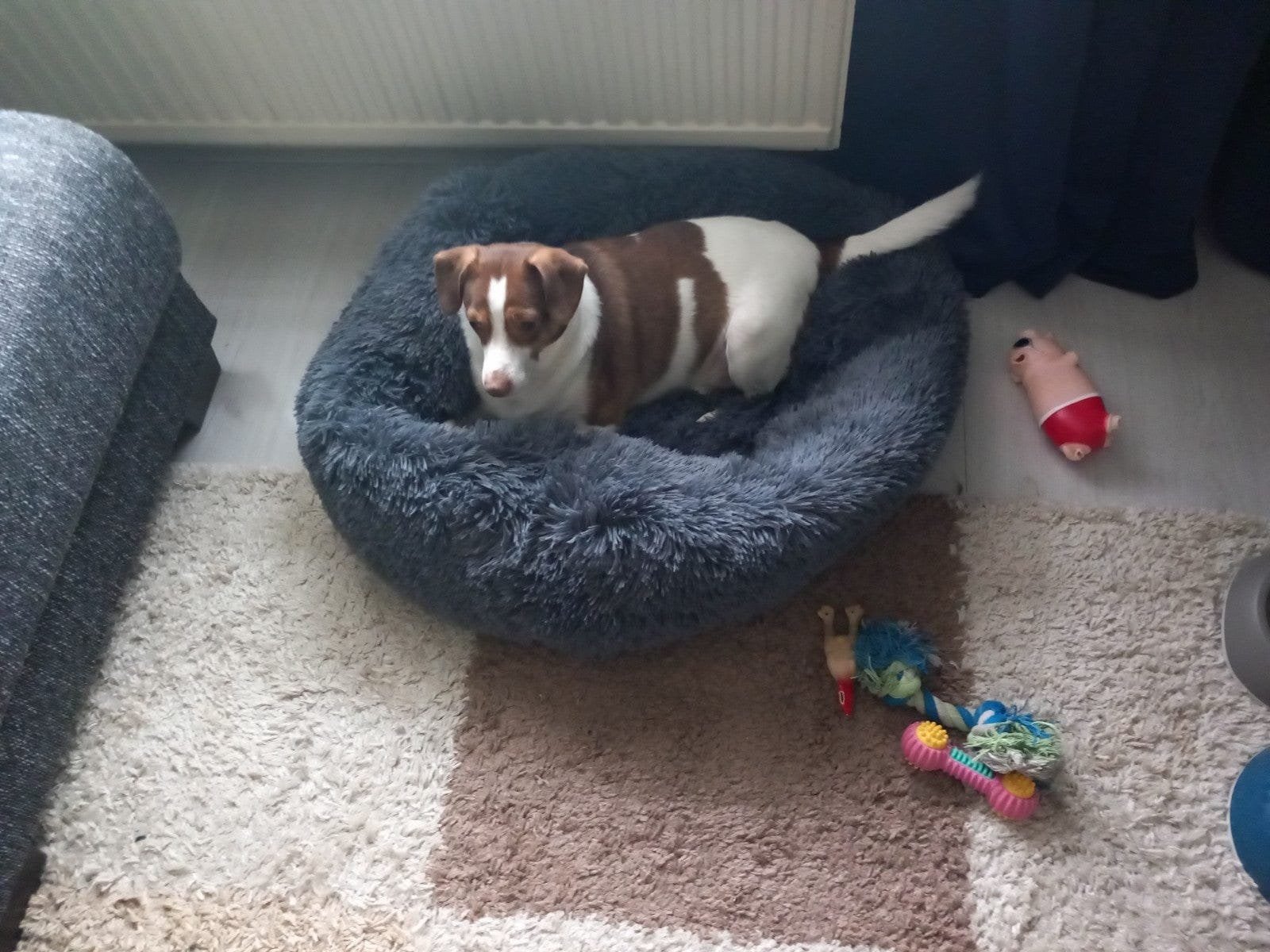 Met spoed gezocht oppas voor 2 nachtjes, Dieren en Toebehoren, 6 jaar of ouder, Teef, Eén hond, Nederland