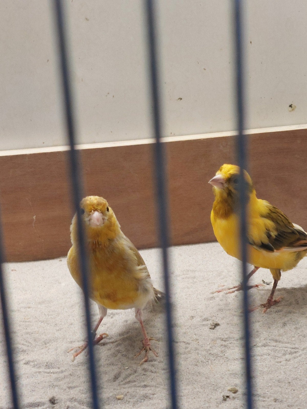 Kanarie mannen, Dieren en Toebehoren, Vogels | Kanaries, Mannelijk, Kleurkanarie