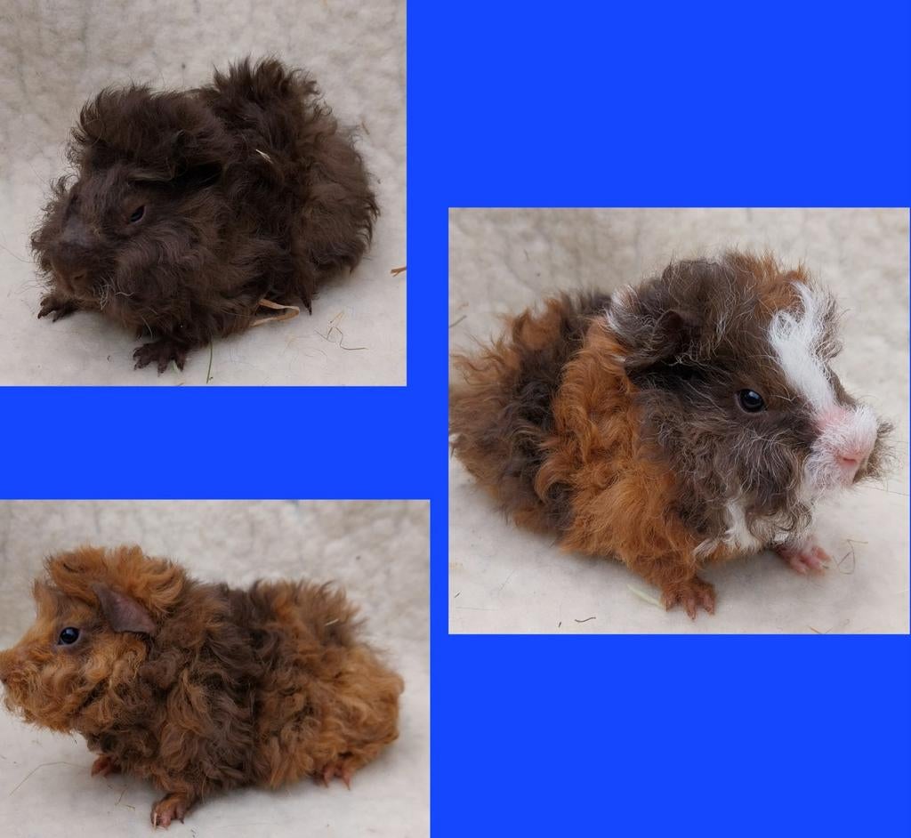 Lunkarya beertjes, Dieren en Toebehoren, Knaagdieren, Mannelijk, Tam, Maart, Cavia
