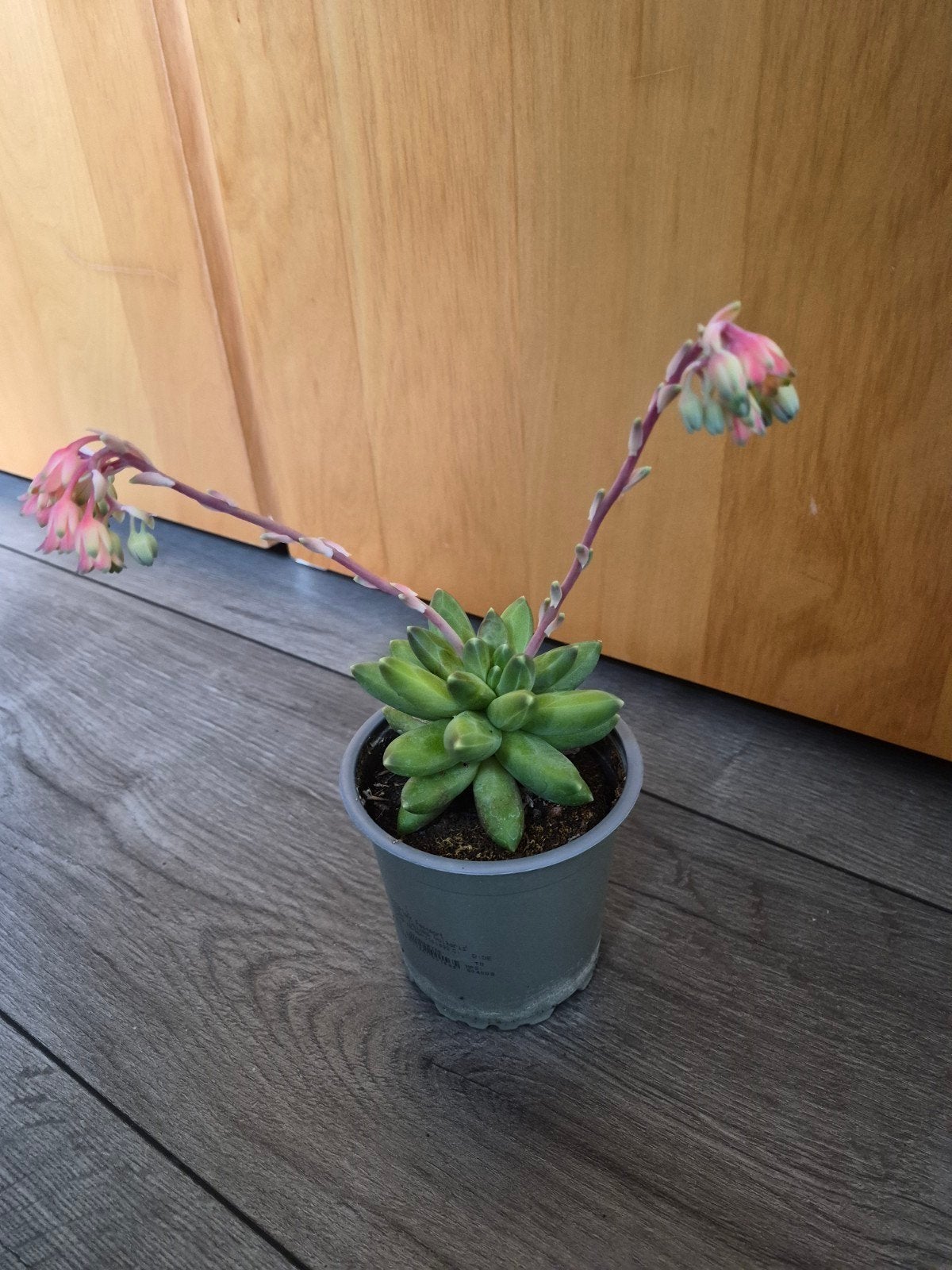 Vetplant - diverse stekken beschikbaar, Bloeiende kamerplant, Ophalen of Verzenden, Halfschaduw, Minder dan 100 cm