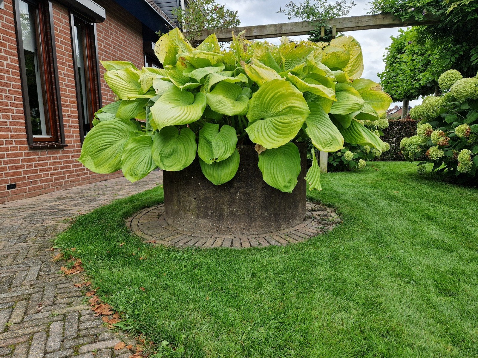 Grote Hosta in betonnen pot - Ideaal voor schaduwtuin, Vaste plant, Halfschaduw, Zomer, Ophalen