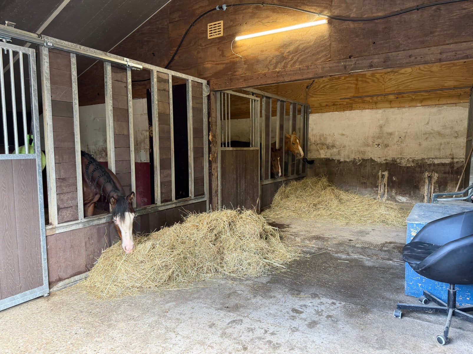 1 opfok plekje voor jaarling hengst/ ruin, Opfok
