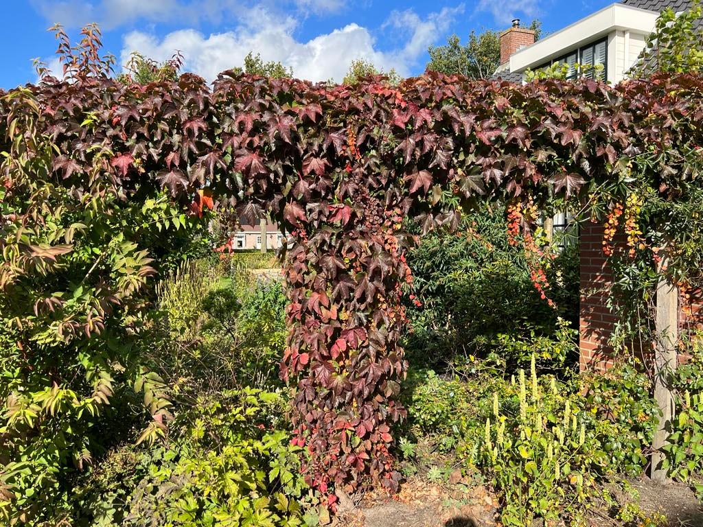 Wilde Wingerd Planten - Prachtige Klimplant voor uw Tuin, Ophalen