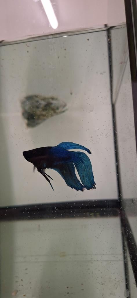 Kempvisman betta, Dieren en Toebehoren, Vissen | Aquaria en Toebehoren, Ophalen, Nieuw