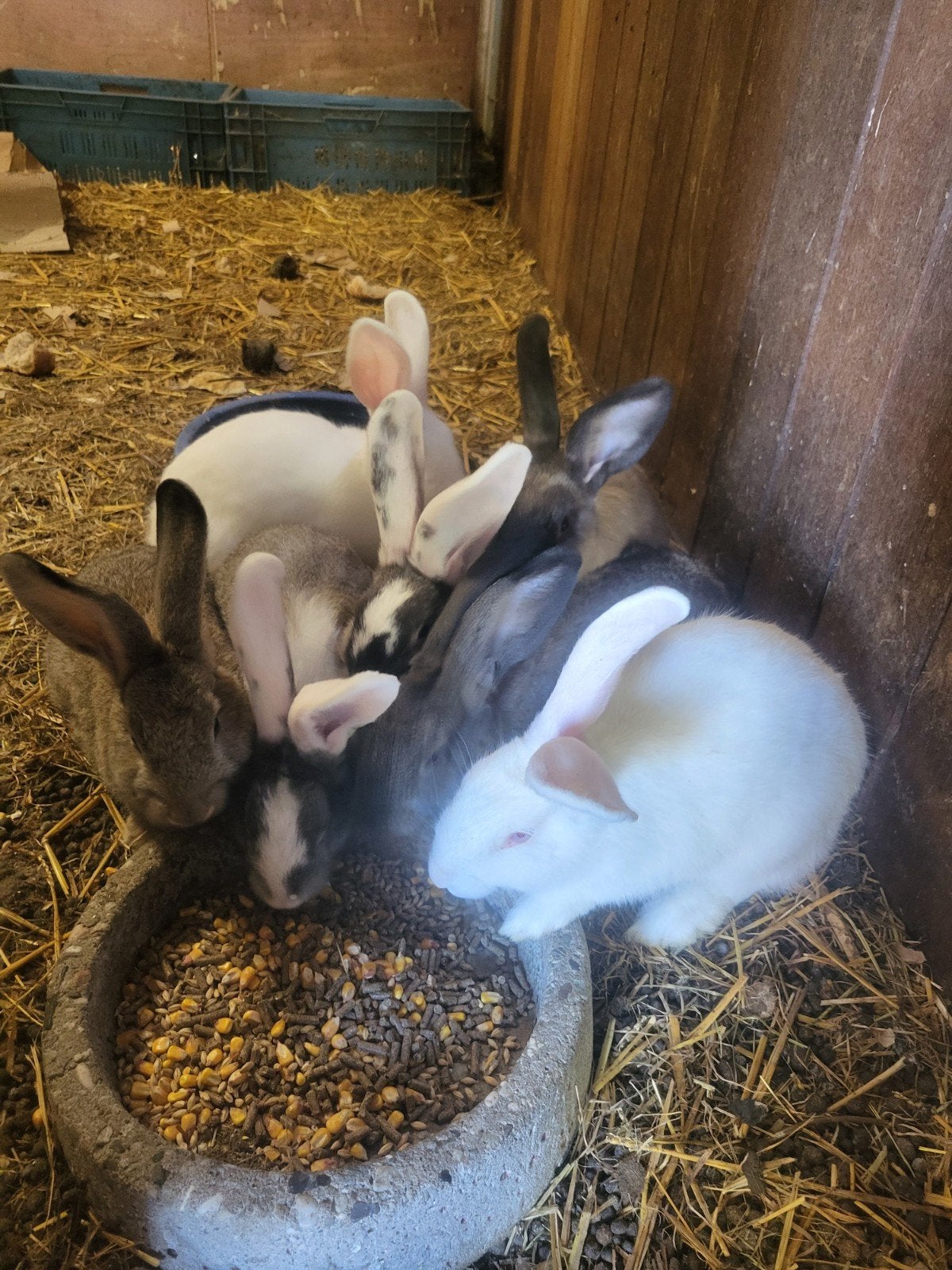 Vlaamse reuzen, Dieren en Toebehoren, Meerdere dieren, Groot