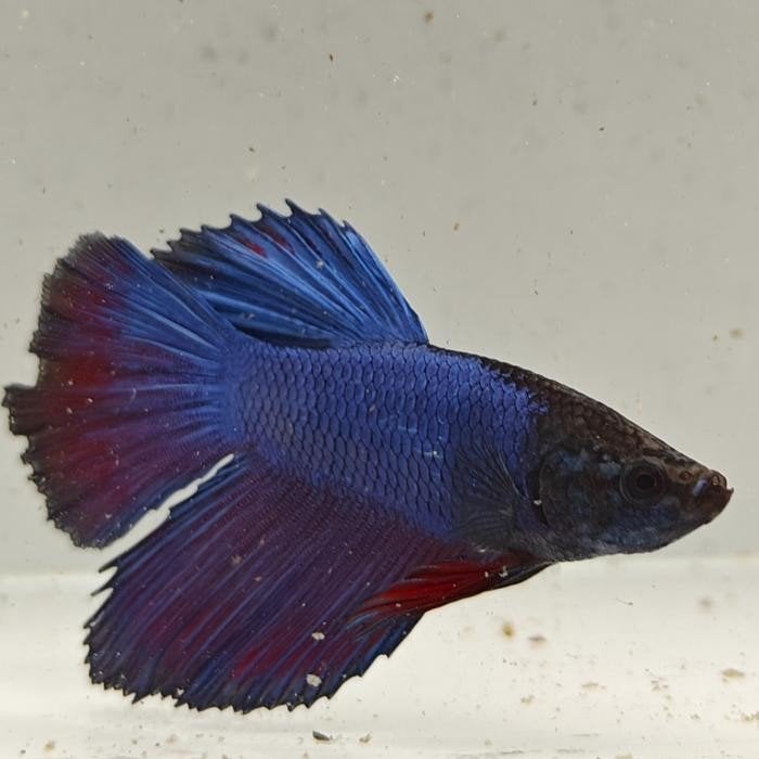 Betta splendens vrouw 81, Vis
