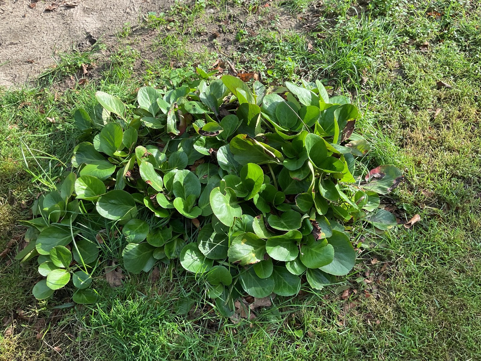 Bergenia (Schoenlappersplant) - Wintergroene Bodembedekker, Bodembedekkers, Vaste plant, Ophalen of Verzenden, Halfschaduw