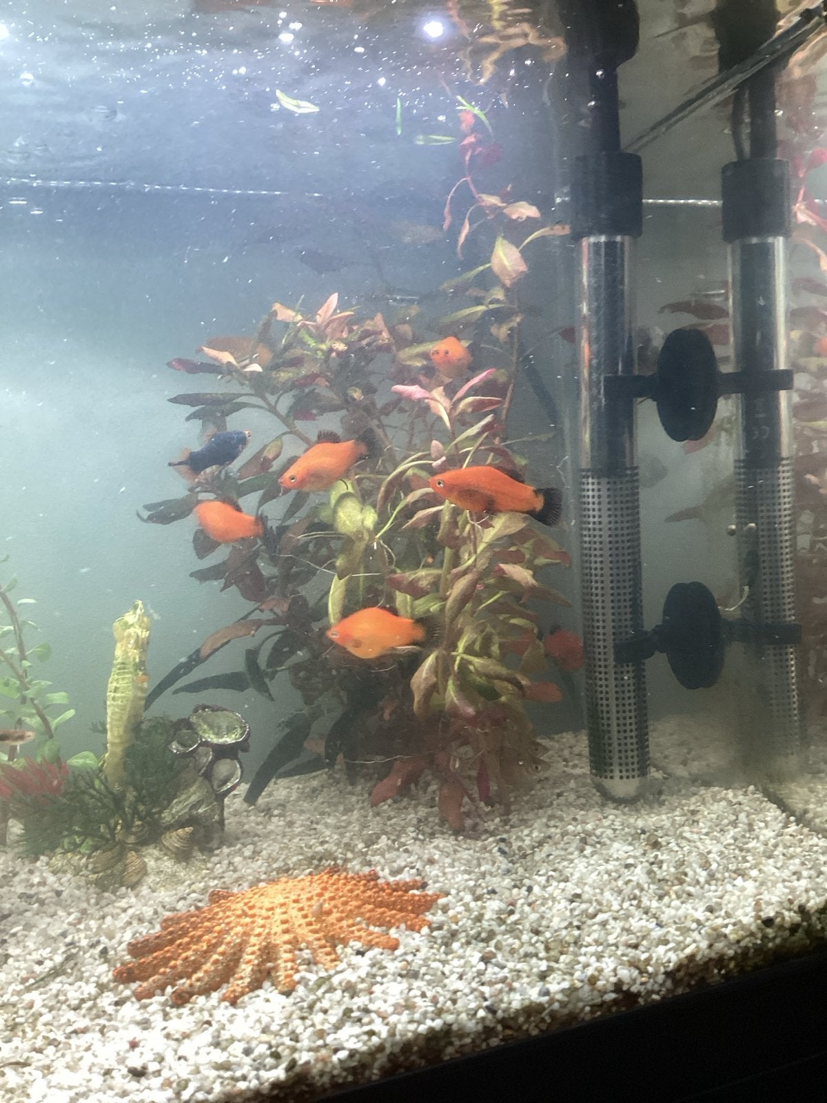 Oranje platy’s, Vis, Zoetwatervis, Schoolvis