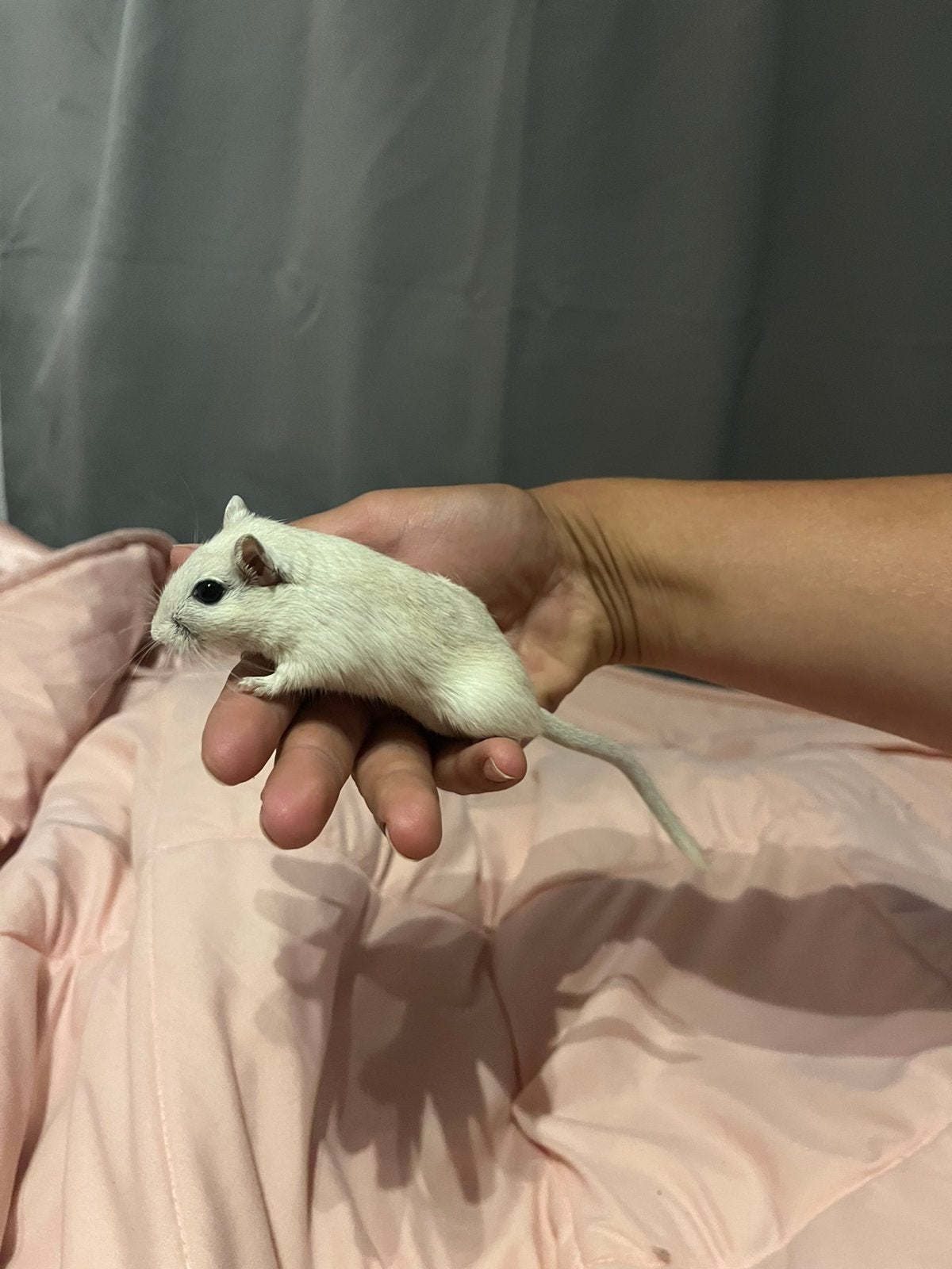 Gerbil koppel, Dieren en Toebehoren, Juni, Meerdere dieren, Overige typen, Tam