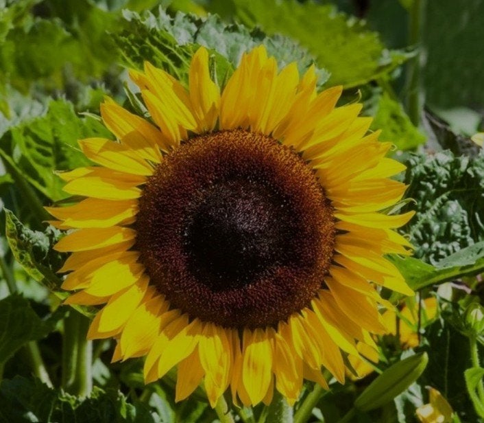 zaden reuzenzonnebloem, Ophalen of Verzenden, Volle zon