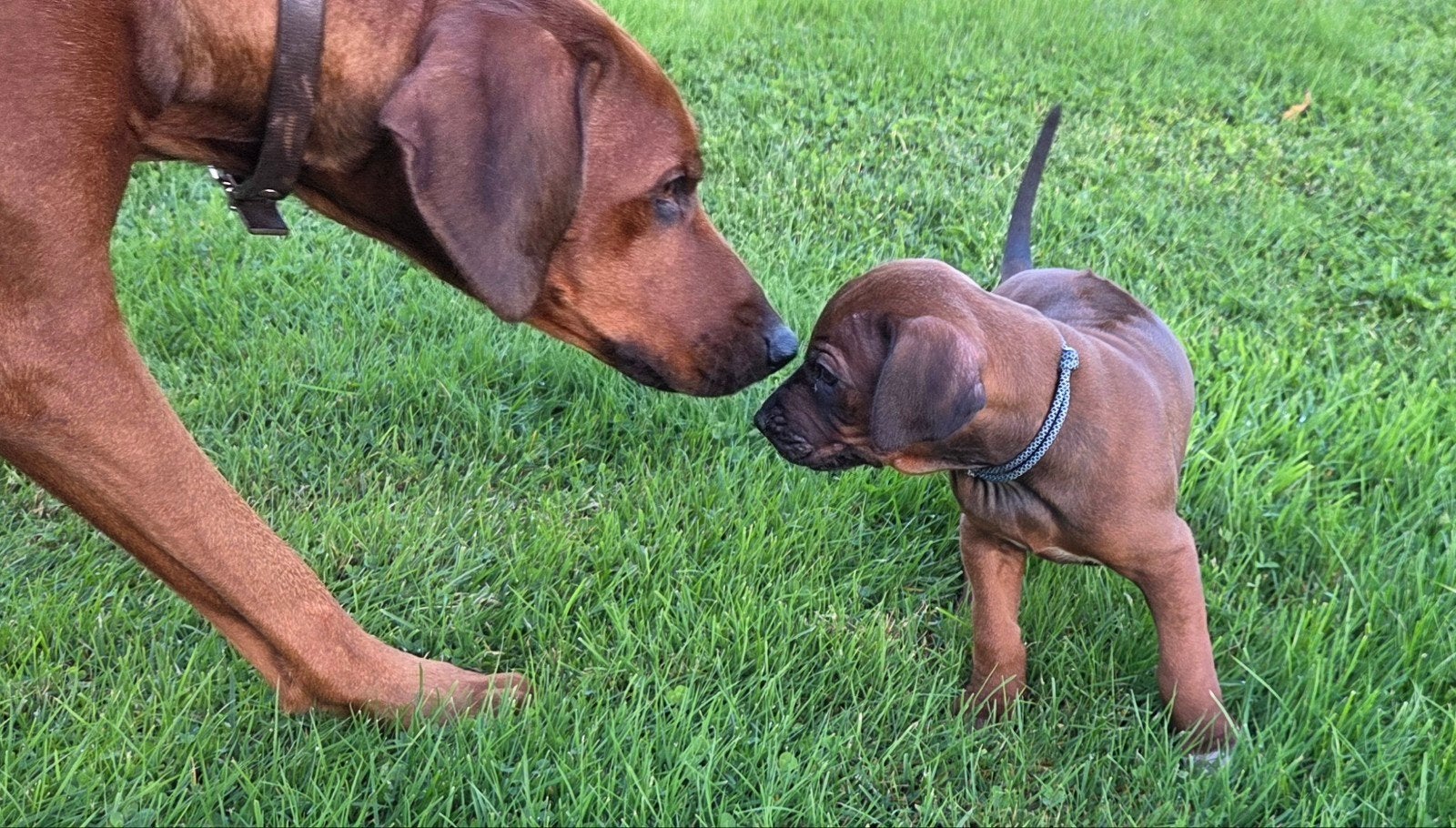 Rhodesian Ridgeback pups met FCI-stamboom, Overige rassen, Meerdere, Meerdere dieren, Nederland