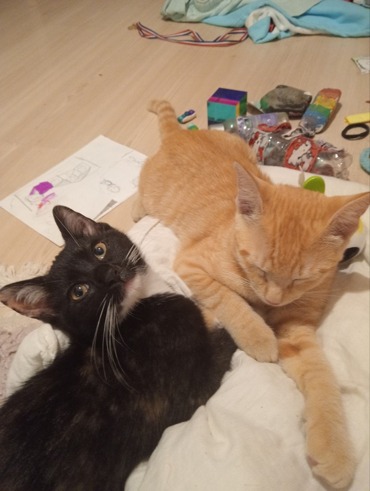 Twee lieve speelse kittens, orange en gevlekt, Meerdere dieren, Kortharig, 0 tot 2 jaar