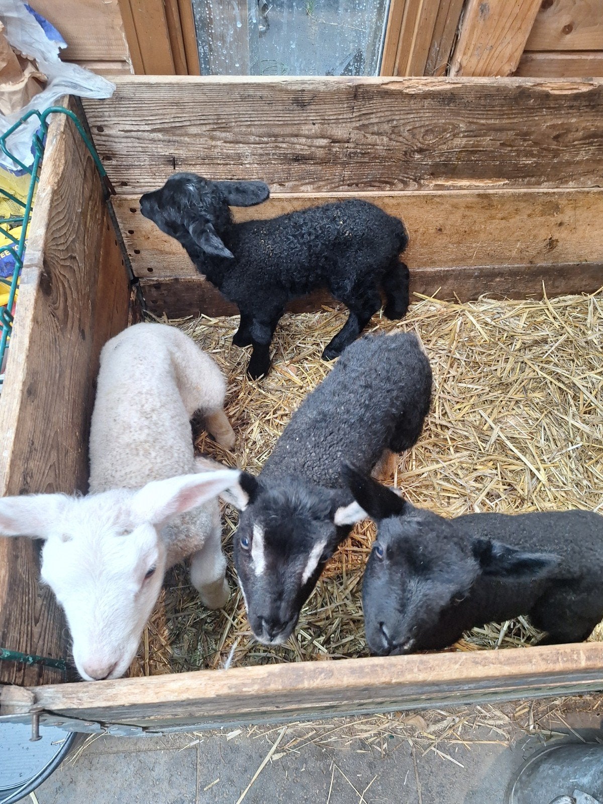 Ram leplam  fleslam, Dieren en Toebehoren, Schapen, Geiten en Varkens, Mannelijk, Schaap, 0 tot 2 jaar