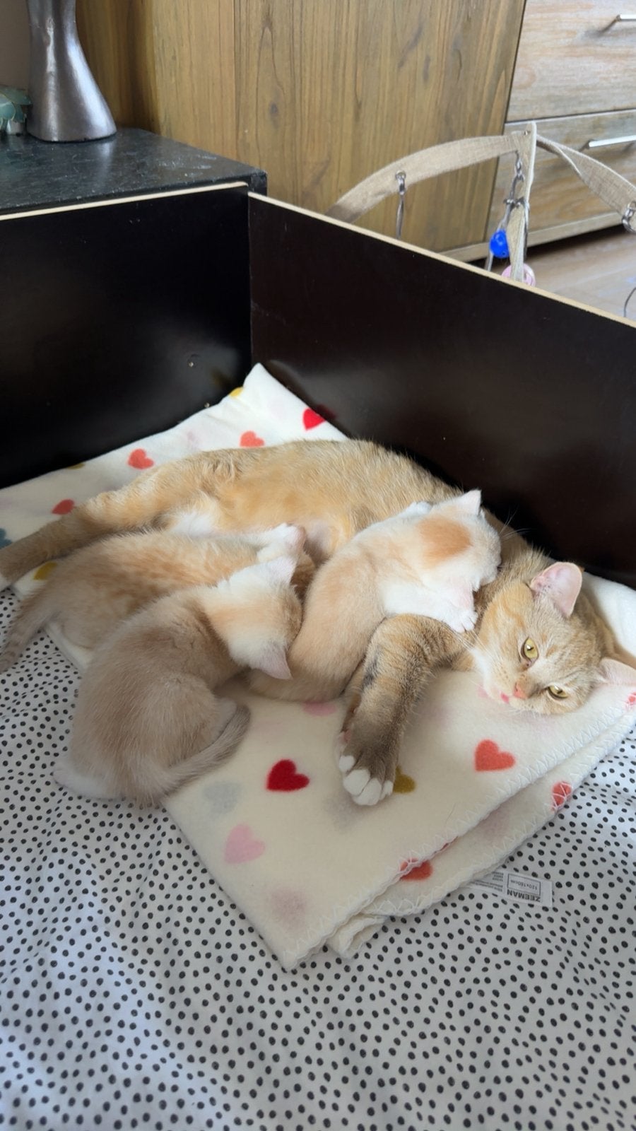 Britse korthaar kruising kittens, Dieren en Toebehoren, Meerdere dieren