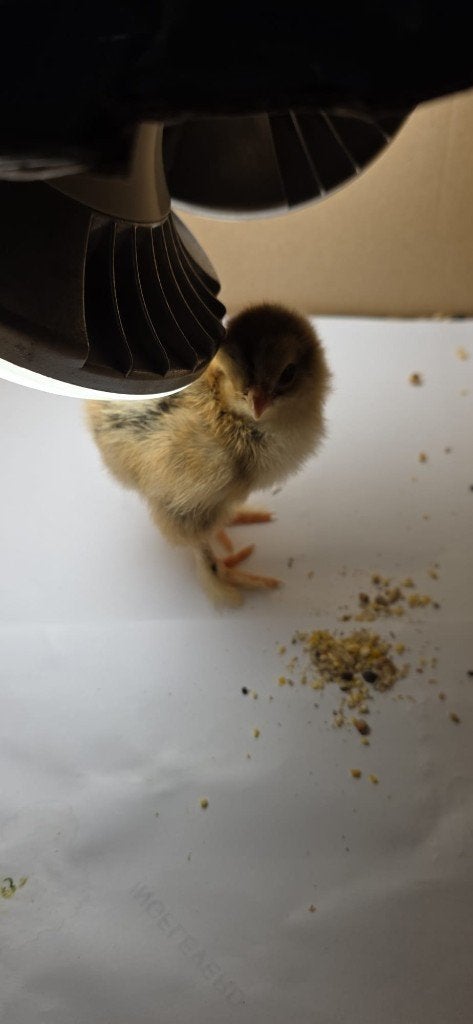 Brahma kippen kuiken, Dieren en Toebehoren, Pluimvee, Vrouwelijk, Kip