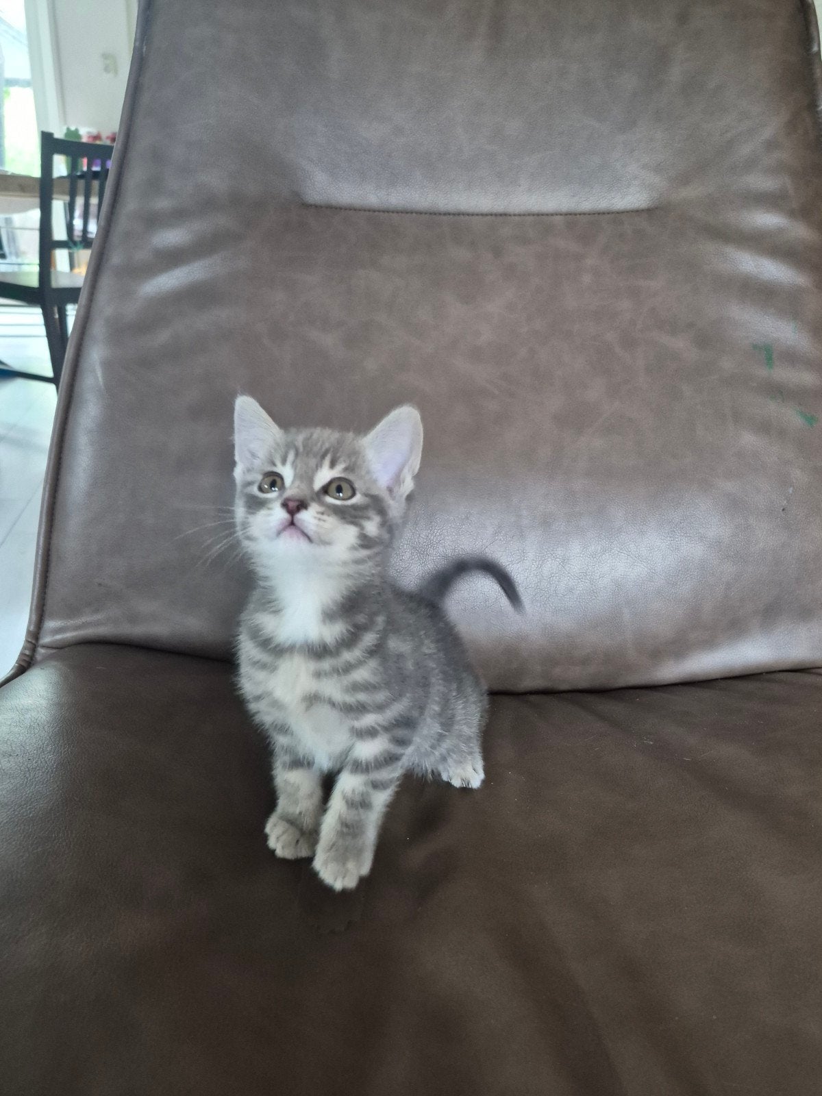 Lief en mooie grijze kitten., Dieren en Toebehoren, Kater