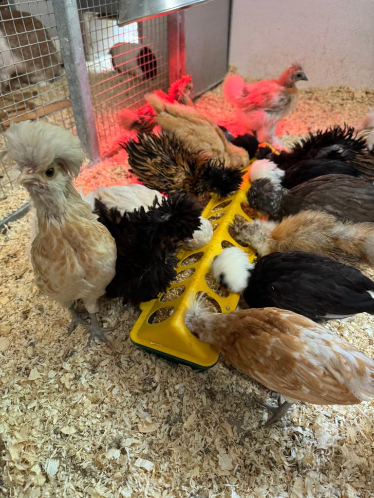 Kuikens, Dieren en Toebehoren, Geslacht onbekend, Kip