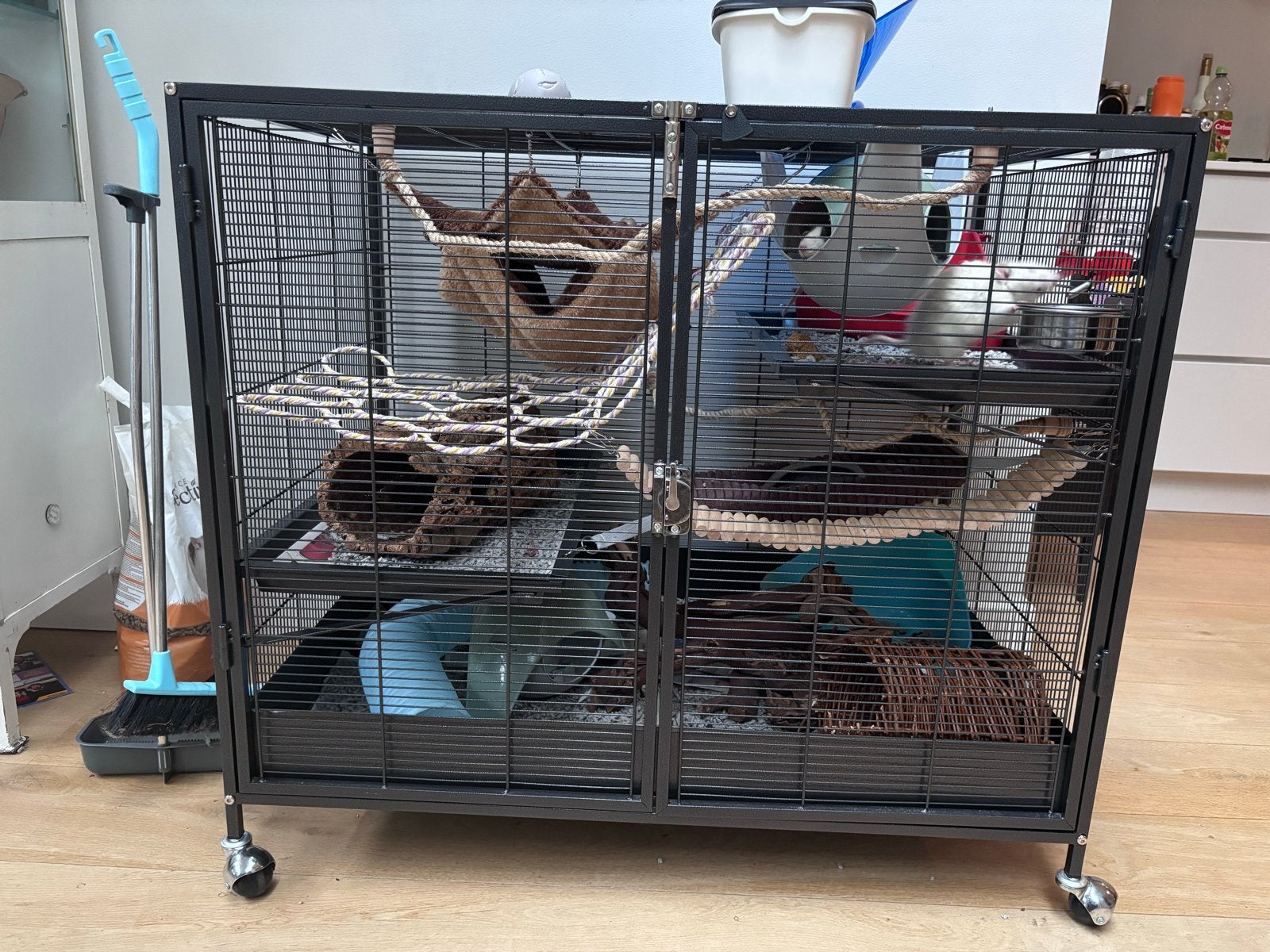2 tamme ratjes (M) met kooi en alle toebehoren, Dieren en Toebehoren, Knaagdieren, Rat, Mannelijk, Tam, September