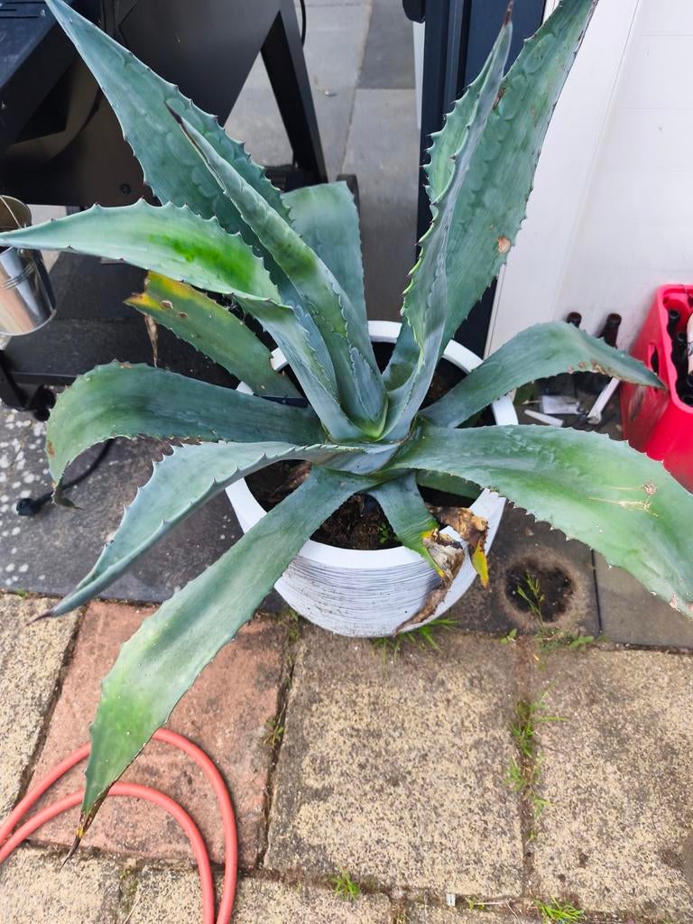 Stekjes van agave americana., Volle zon, Vaste plant, Bloeit niet, Ophalen