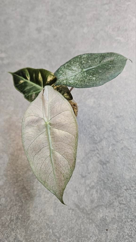 Alocasia Pink Dragon Stardust Variegata, Ophalen of Verzenden, Halfschaduw, Minder dan 100 cm