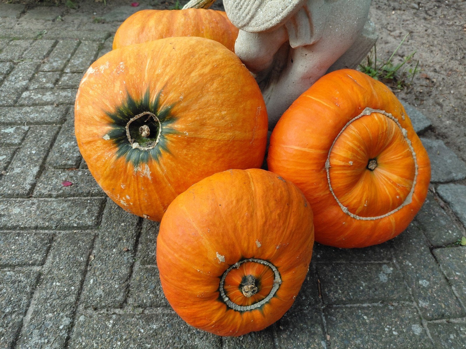 Grote biogische pompoenen voor decoratie of halloween., Tuin en Terras, Ophalen