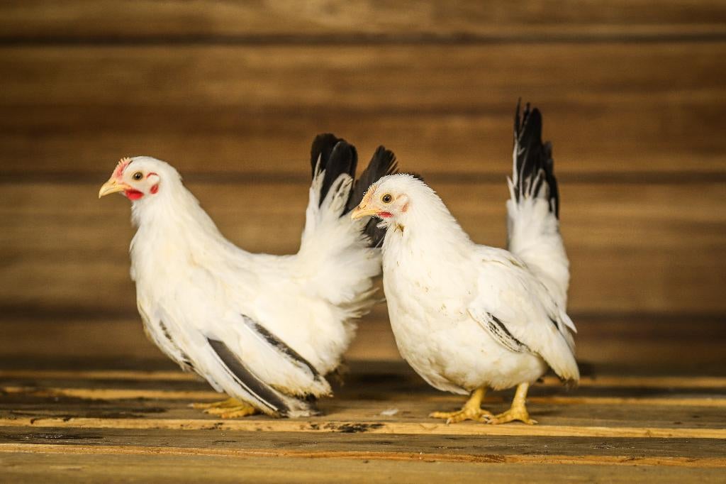 Chabo krielkippen | Rustige kippen | Kleine dieren, Dieren en Toebehoren, Pluimvee, Meerdere dieren, Kip