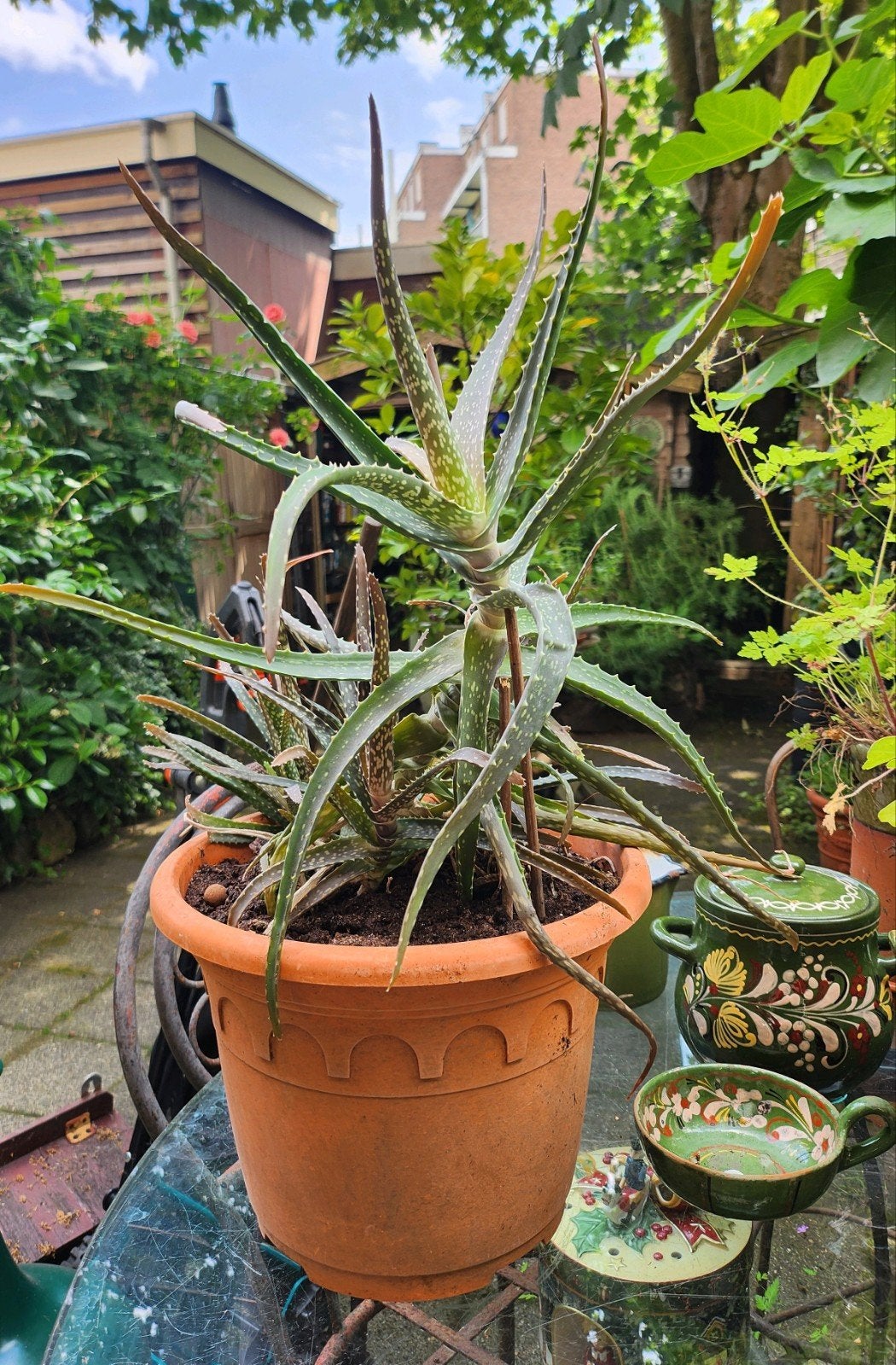 Grote Dubbele Aloe Vera Planten, Huis en Inrichting, Kamerplanten, Ophalen, Halfschaduw, Minder dan 100 cm