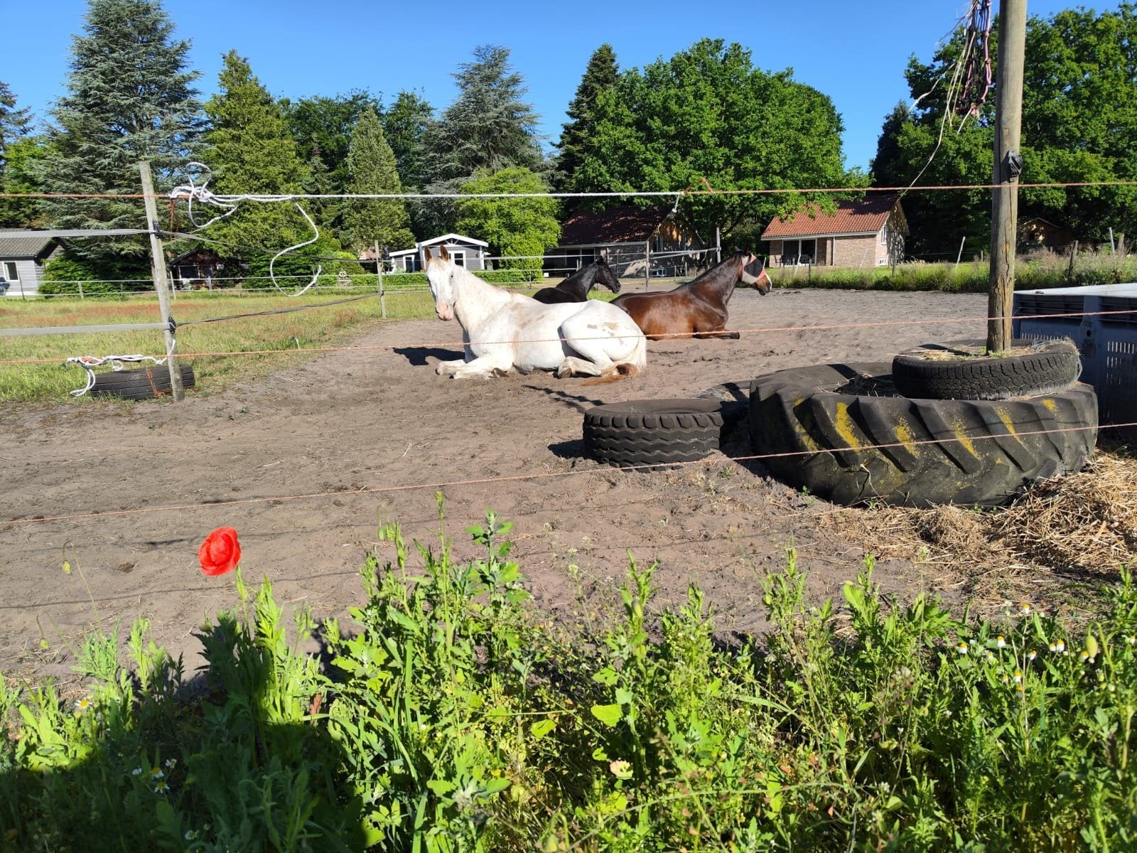 Plekje vrij op paddock paradise in Hollandse Rading, Dieren en Toebehoren, Stalling en Weidegang, Weidegang, 1 paard of pony
