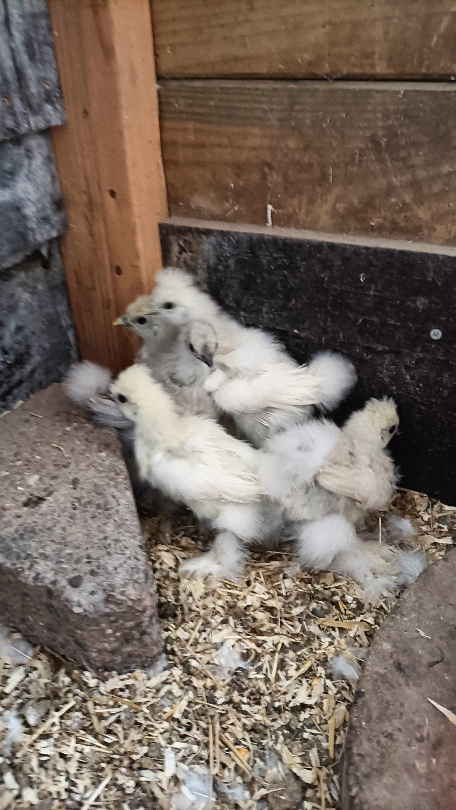 Zijdehoen kuikens, Dieren en Toebehoren, Pluimvee, Geslacht onbekend, Kip