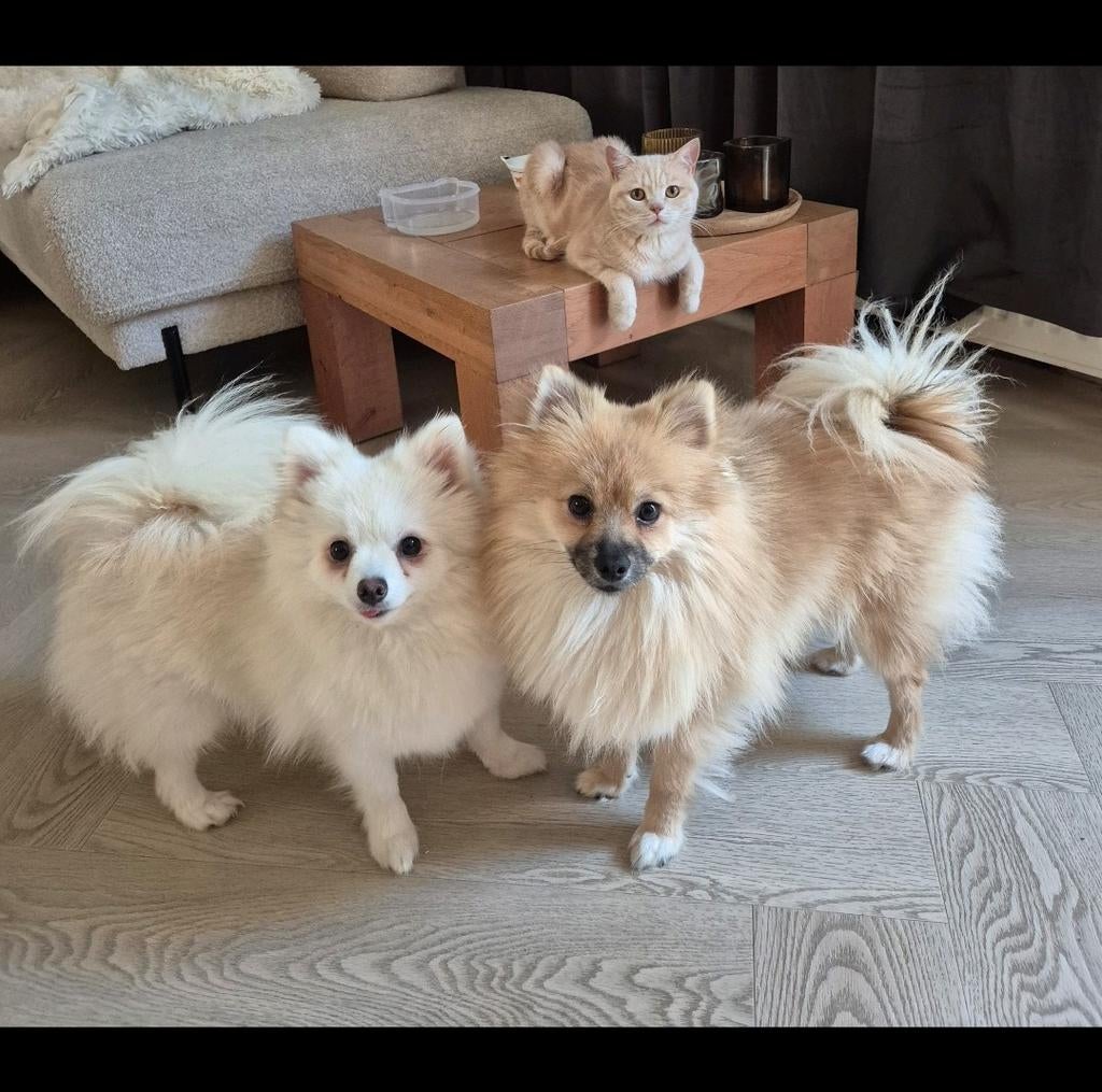 Pommeriaan zusjes zoeken liefdevol huis, Keeshond, 1 tot 2 jaar, Teef, Meerdere