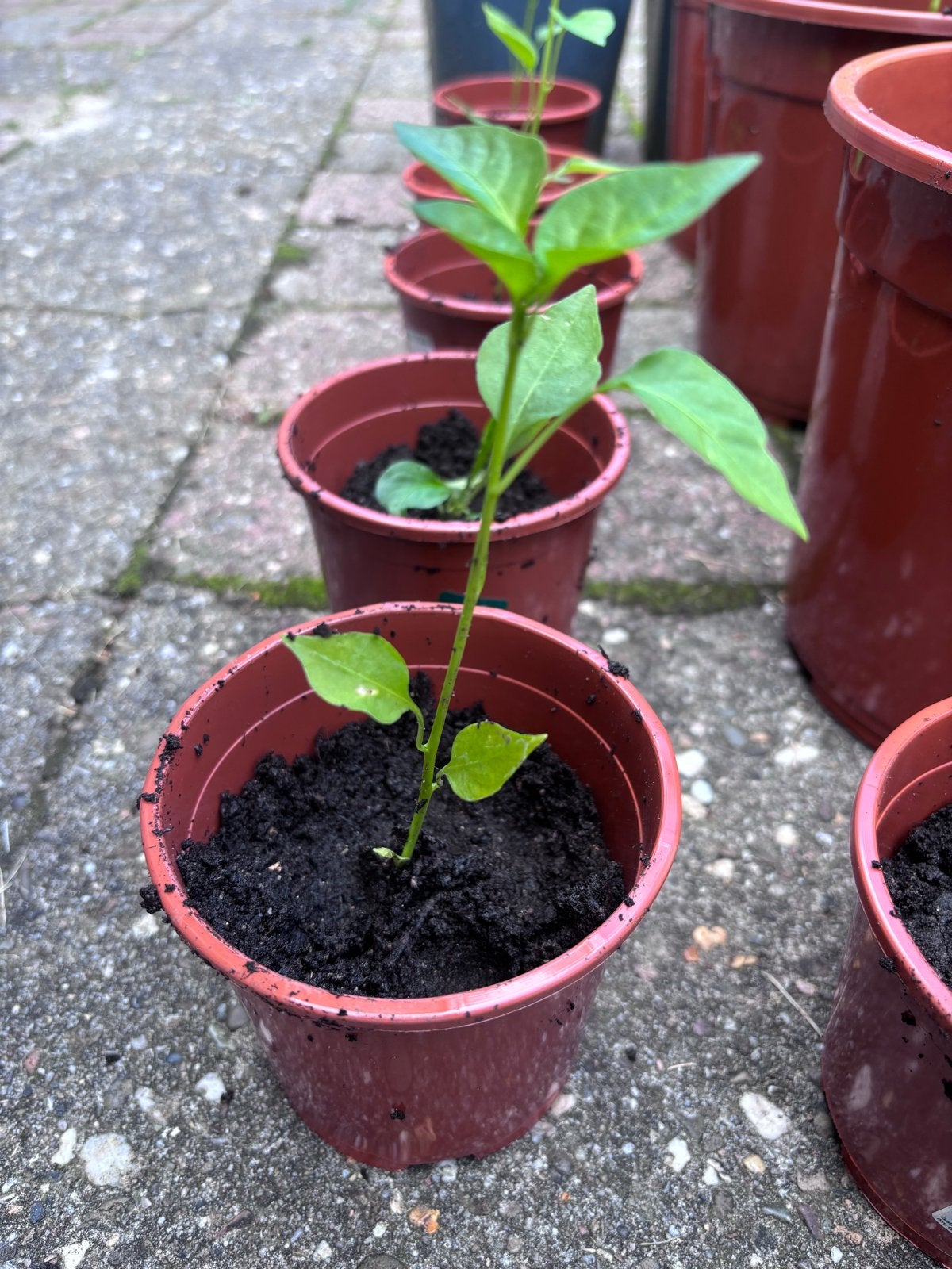 Jonge rode chiliplanten - klaar om te planten!, Volle zon, Groenteplanten, Eenjarig, Ophalen of Verzenden