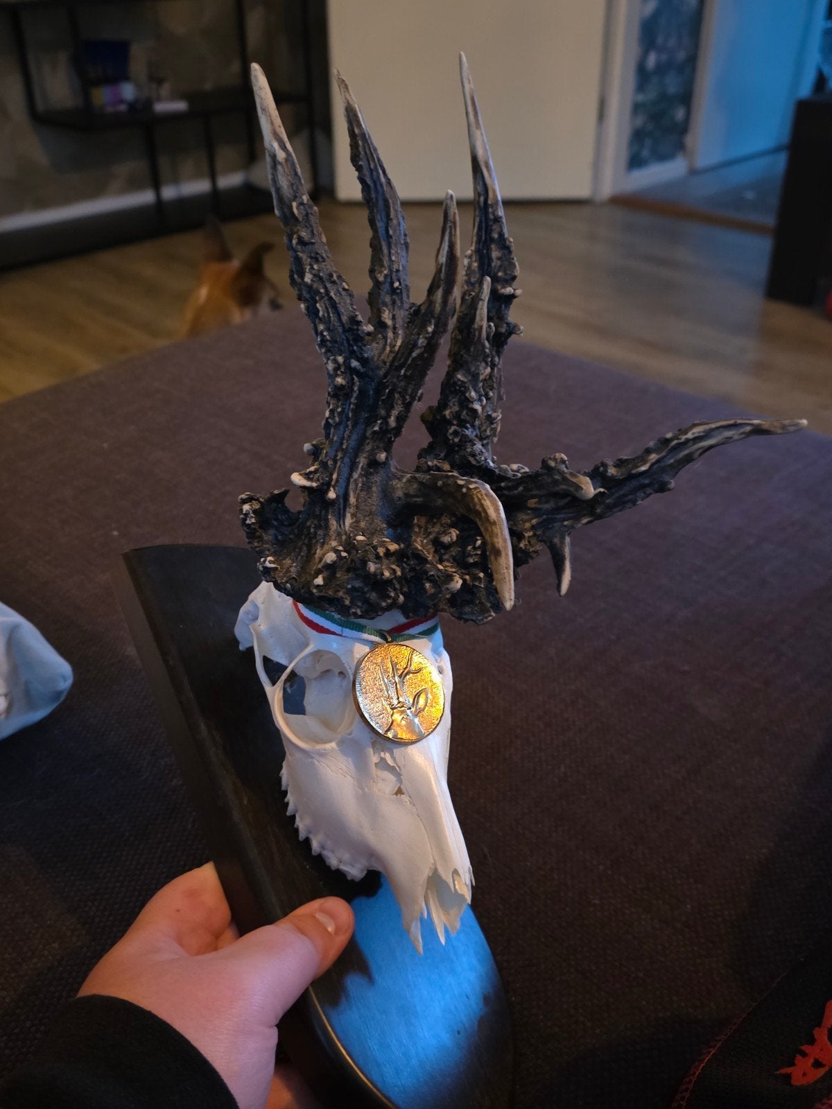 gigantische reebok schedel taxidermie kapitale ree bok hert, Ophalen of Verzenden, Hert, Schedel