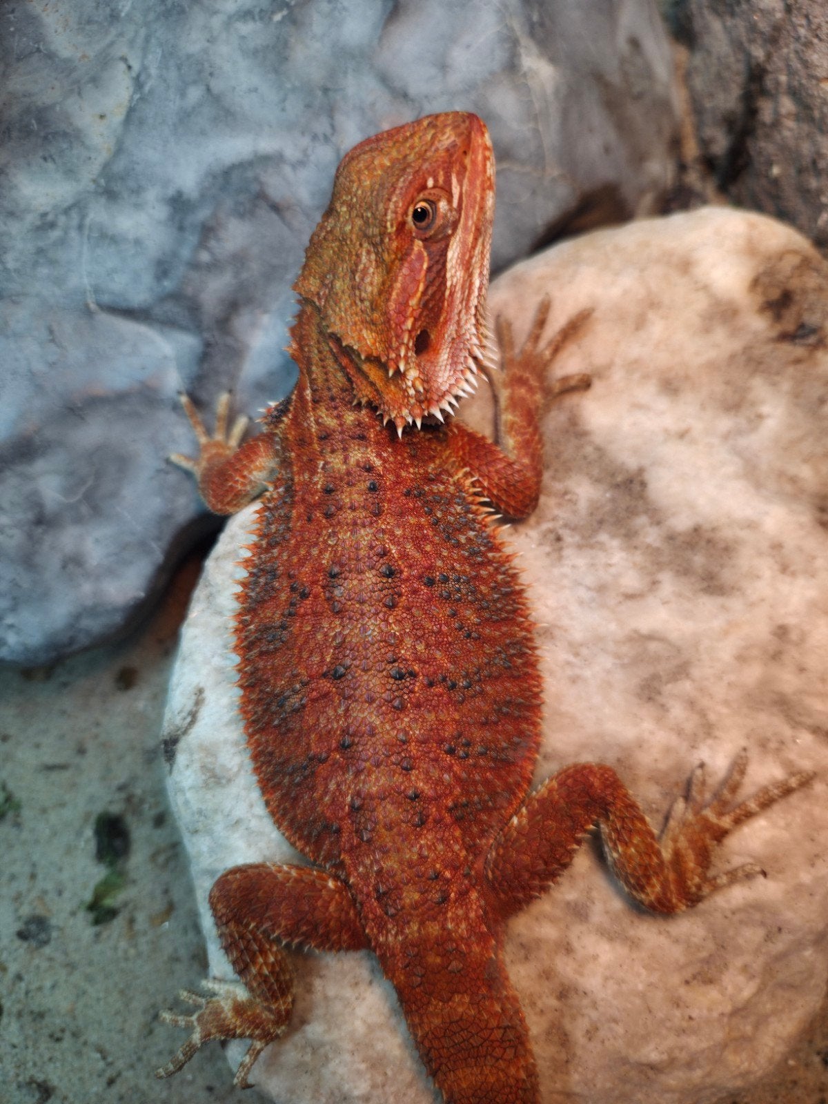 Aanbieding spanish baardagaam vrouwtje aangeboden Bearded Dragon - female for sale from hobby kweker DB Dragons