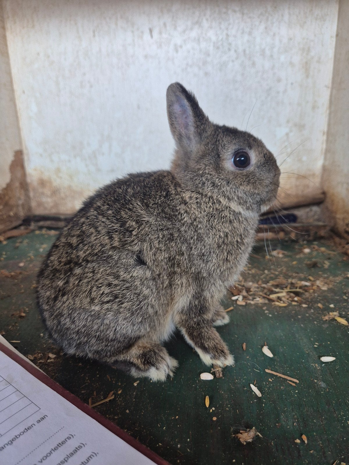 kleurdwergen, Dieren en Toebehoren, Meerdere dieren, Dwerg, 0 tot 2 jaar