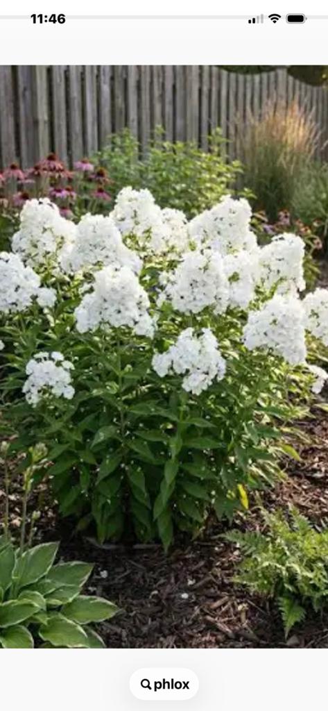 Stekjes van de phlox, Ophalen of Verzenden, Overige soorten, Volle zon