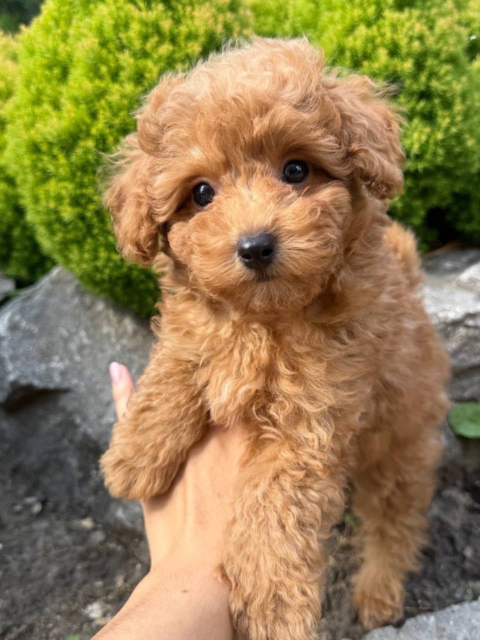 Toypoedel reutje, Reu, 8 tot 15 weken, Parvo, Eén hond