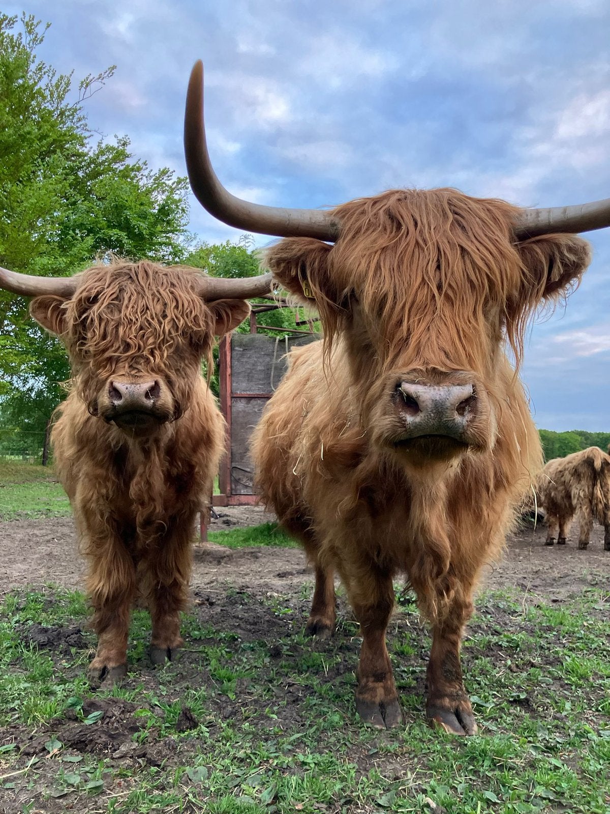 Schotse Hooglanders, Dieren en Toebehoren, Runderen, Meerdere dieren