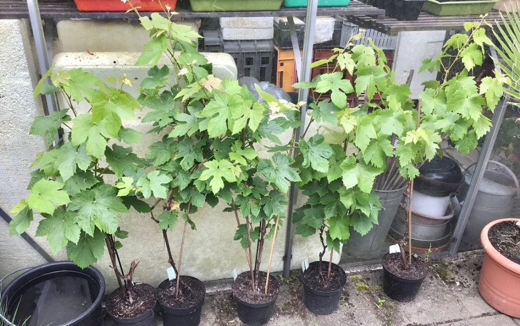 Blauwe DRUIVENPLANTEN  de GLORIE van BOSKOOP zie beschr., Volle zon, Vaste plant, Ophalen of Verzenden, Fruitplanten