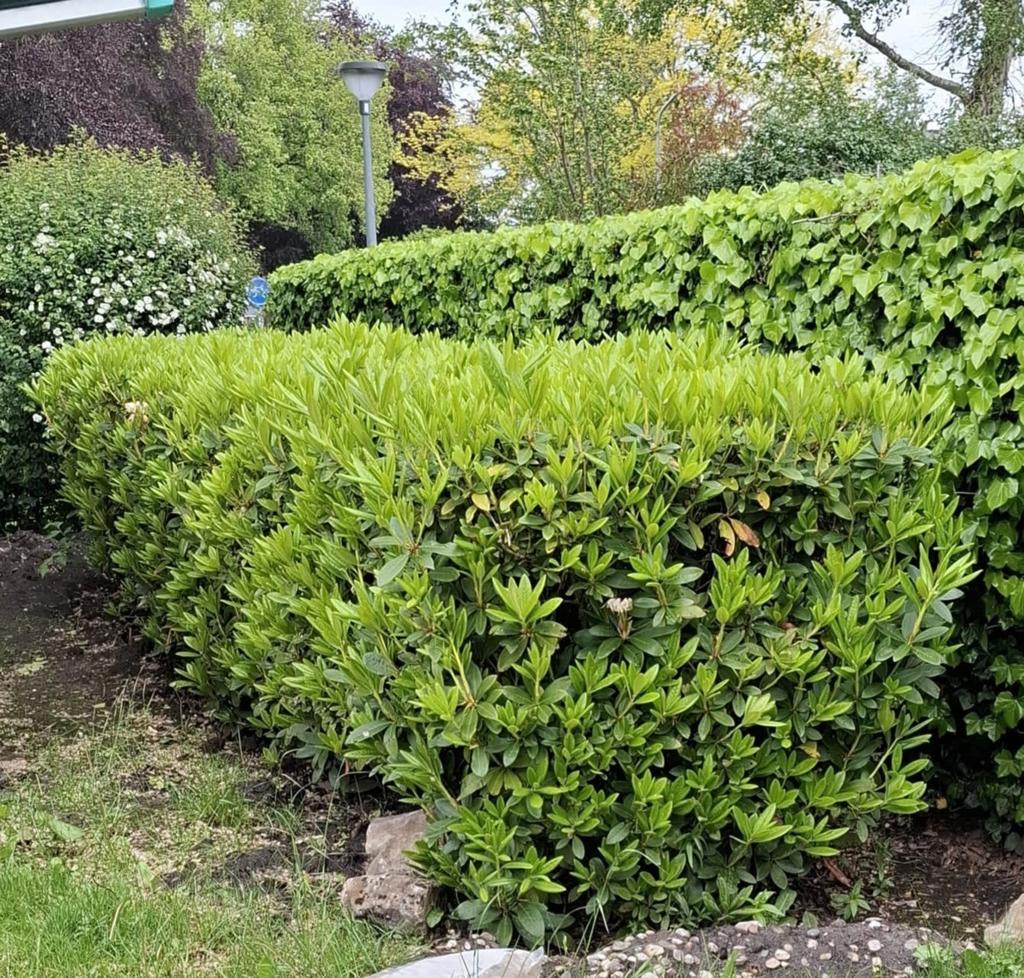 Rhodondendro's, Ophalen, Overige soorten