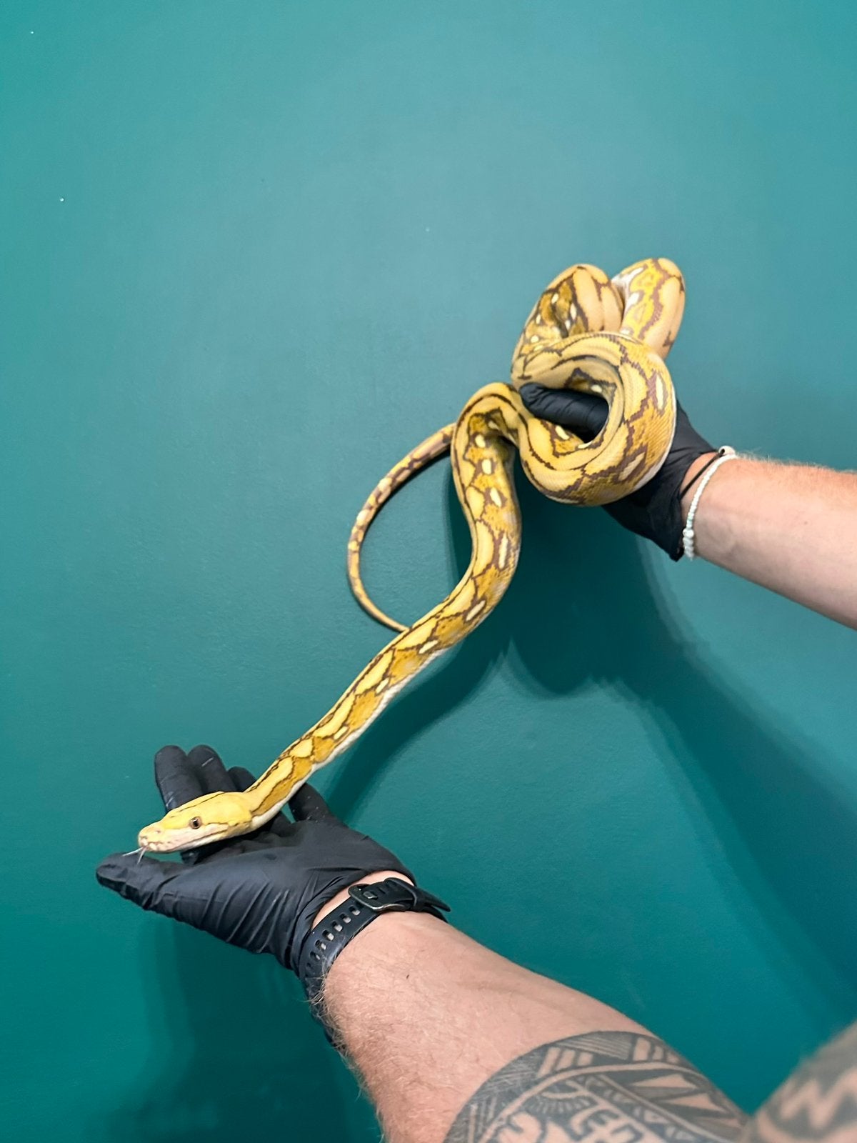 Superdwarf / dwarf mochino retic Reticulated Python - female for sale from Bram