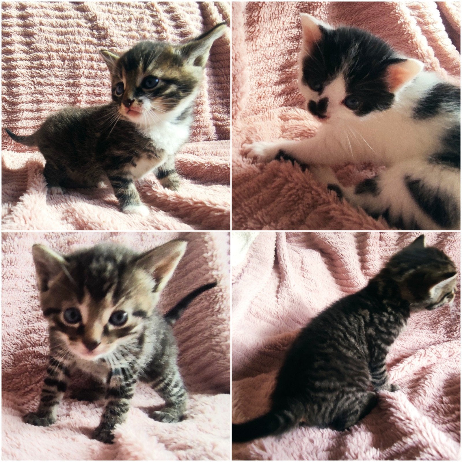 😻 Kittens geboren op 16 augustus 🩷🩵, Meerdere dieren, Kortharig, 0 tot 2 jaar