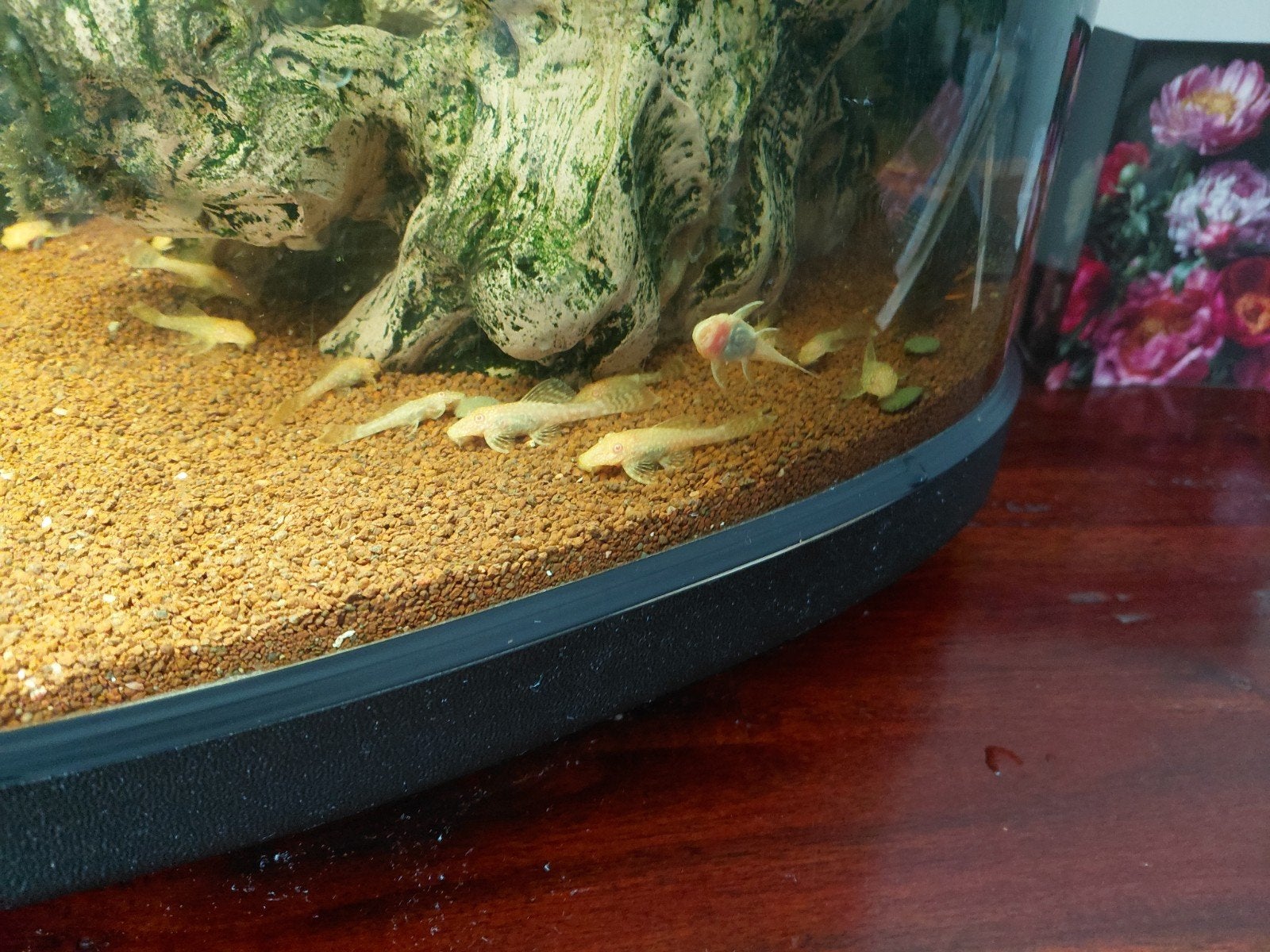 Albino ancitrus, Dieren en Toebehoren, Vissen | Aquariumvissen, Vis