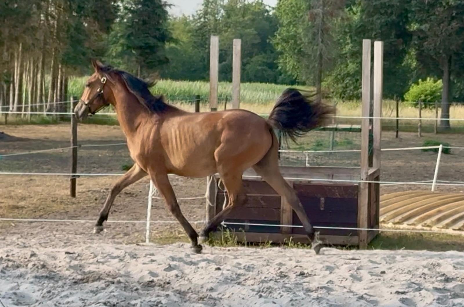 prachtige 1 jarige new forest, Dieren en Toebehoren, Paarden, Merrie, Met stamboom, Minder dan 160 cm, Dressuurpaard