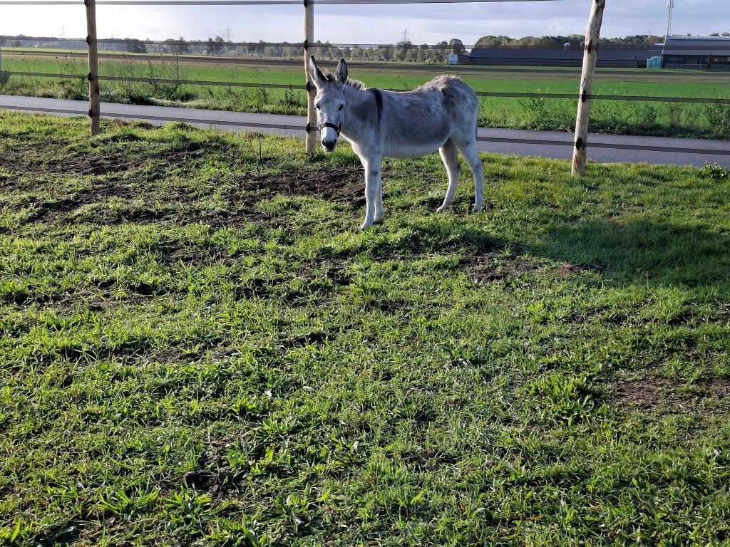 ezel merrie te koop, Dieren en Toebehoren, April, Vrouwelijk